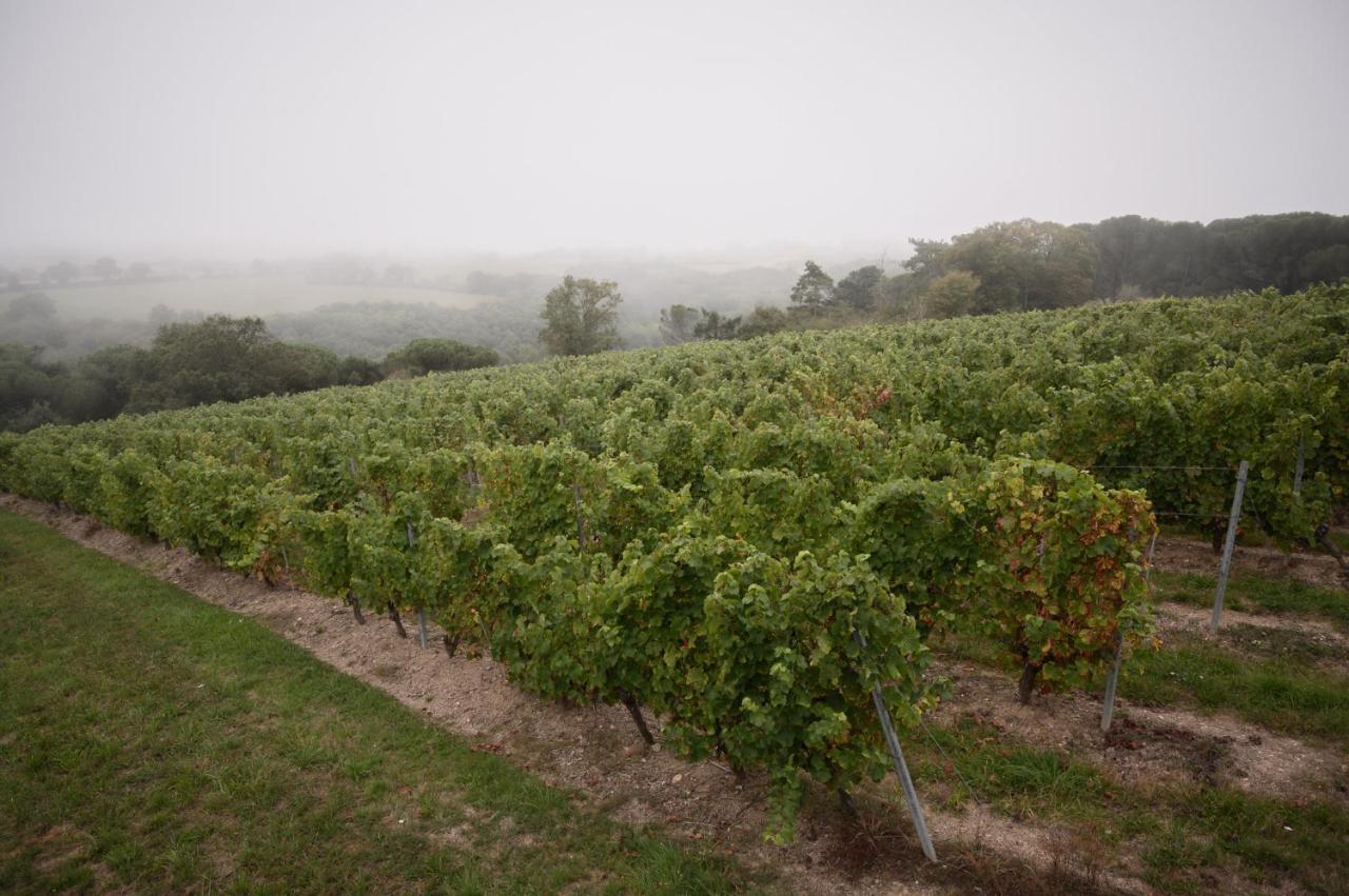 Vignoble Chateau Piegue - Winery Rochefort-sur-Loire Exteriör bild